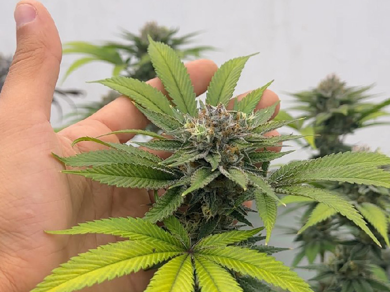 Variedad 24K — Cannabis Híbrida