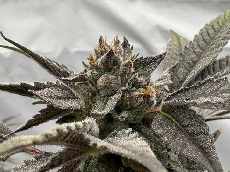 Variedad Kmintz — Cannabis Índica