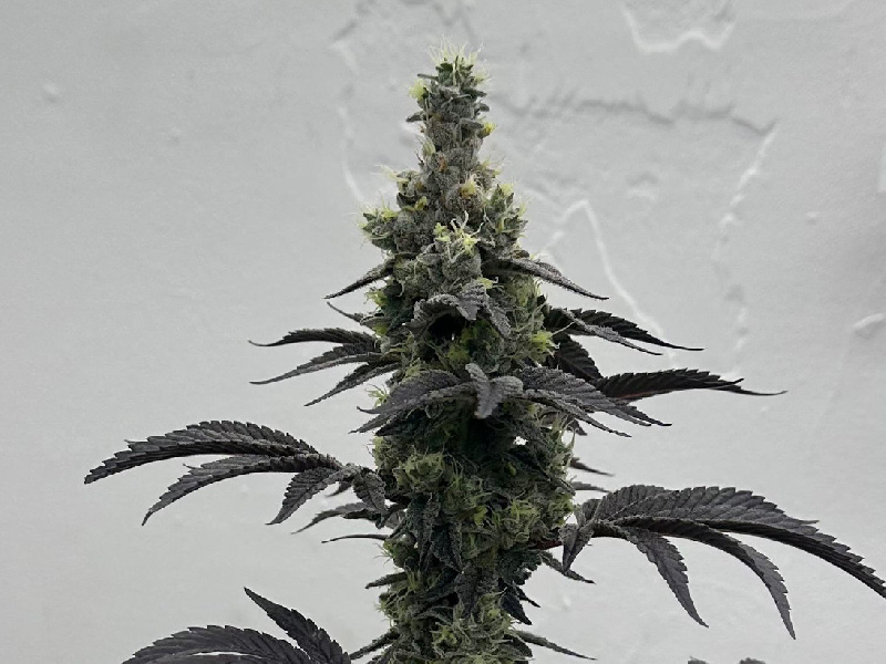 Variedad OMG — Cannabis Sativa
