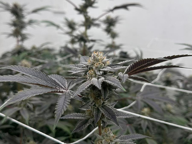 Variedad Radical Juice — Cannabis Híbrida