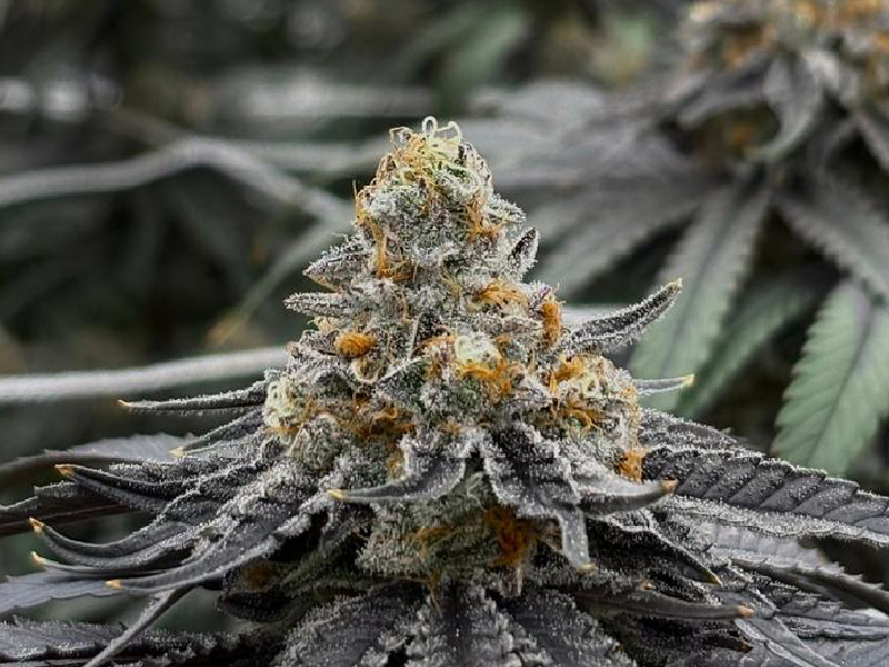 Variedad Wedding Punch — Cannabis Híbrida